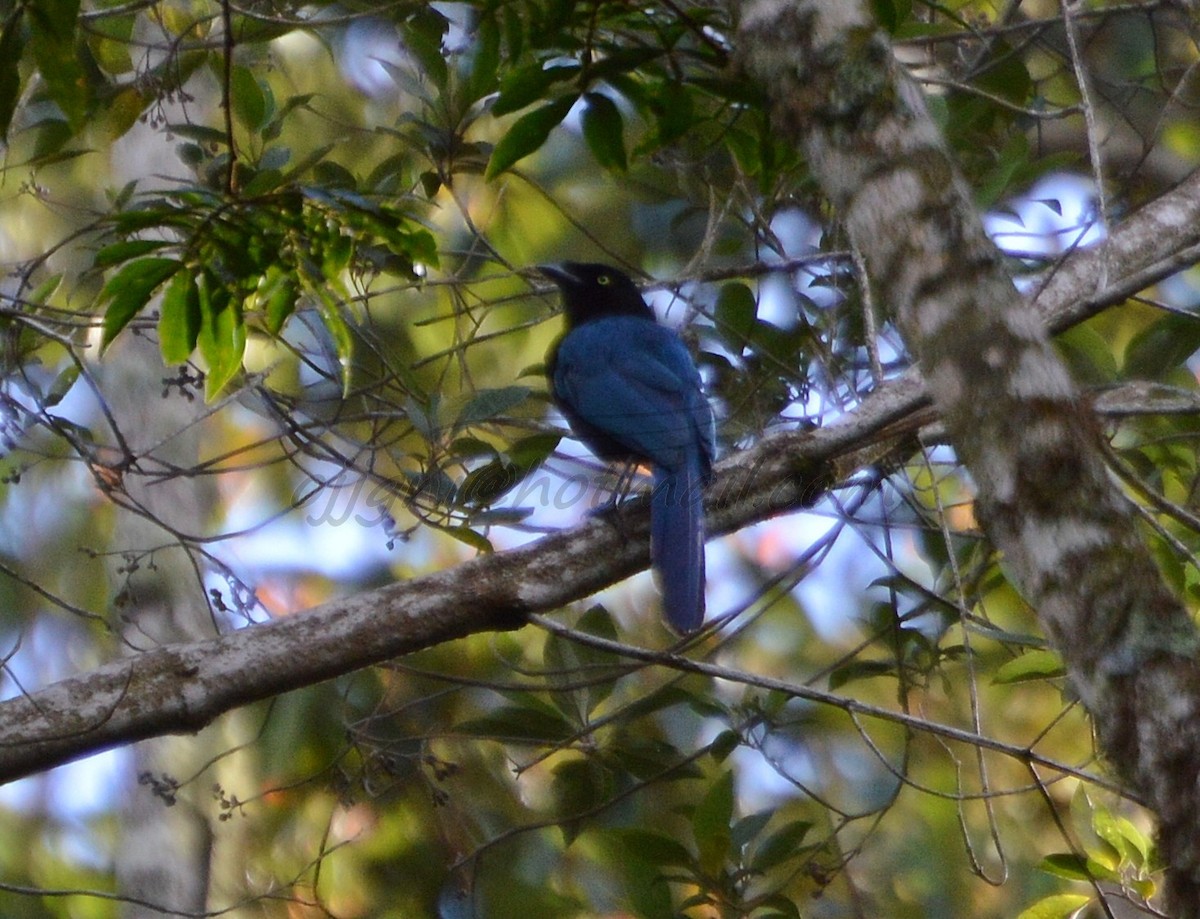 Bushy-crested Jay - ML205206301