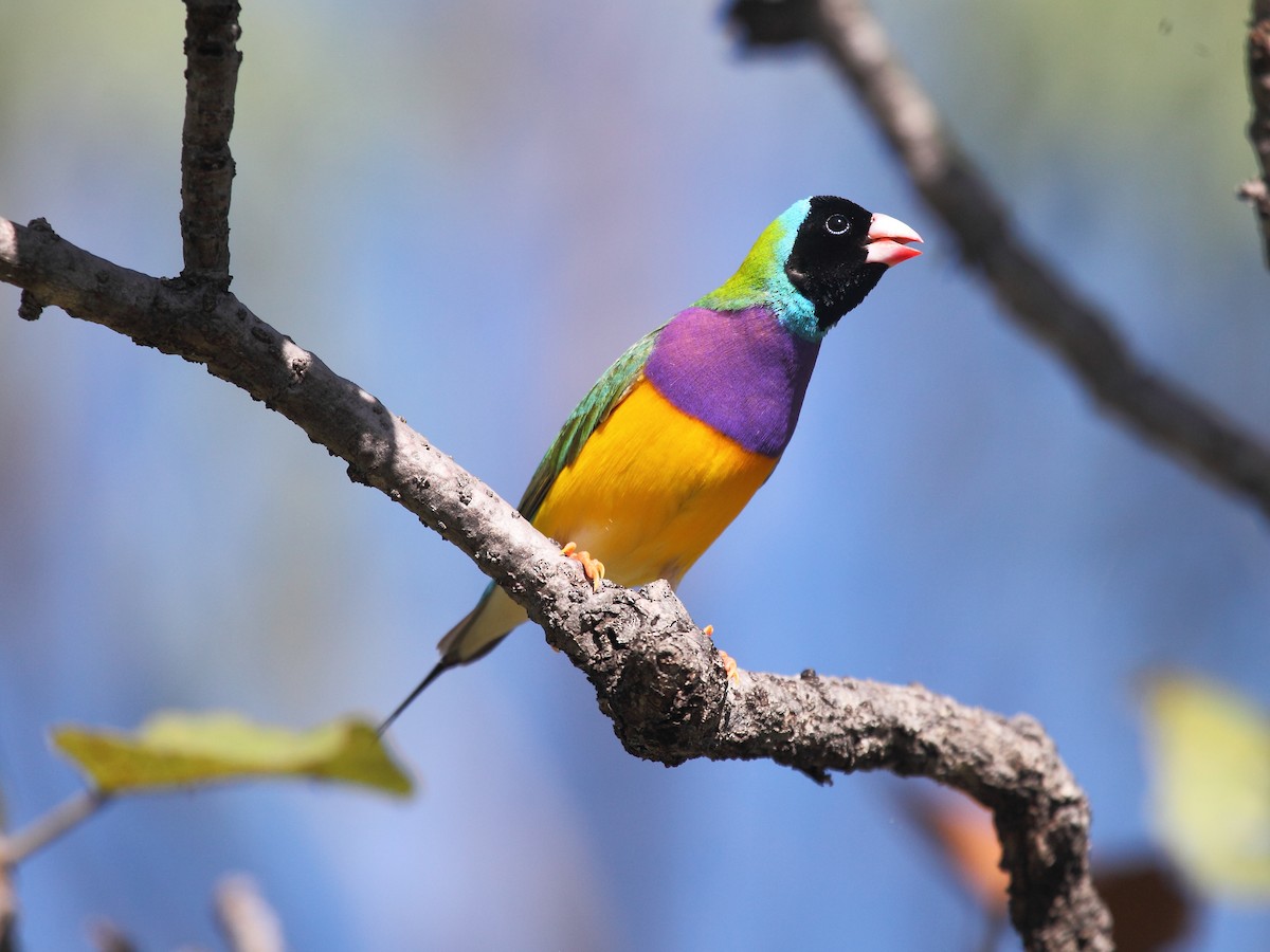 Gouldian Finch - ML205206381