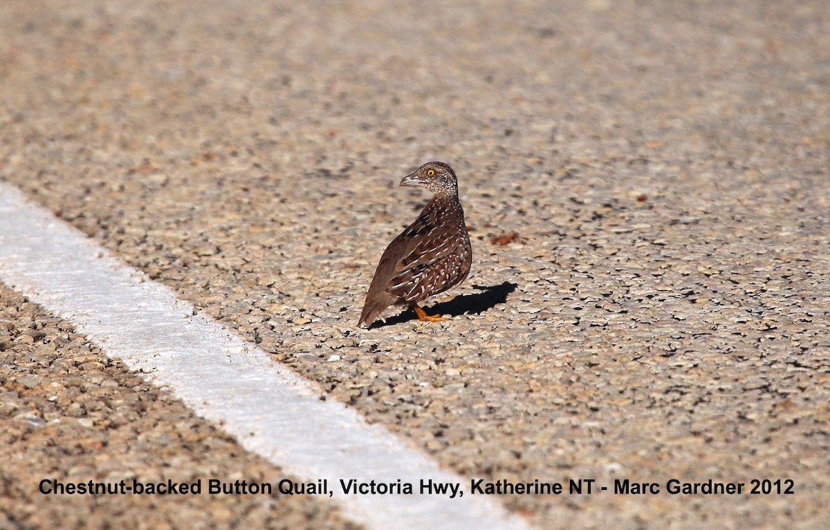 Chestnut-backed Buttonquail - Marc Gardner