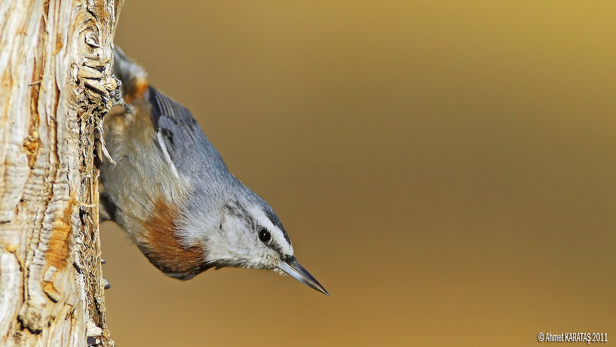 Krüper's Nuthatch - ML205206501