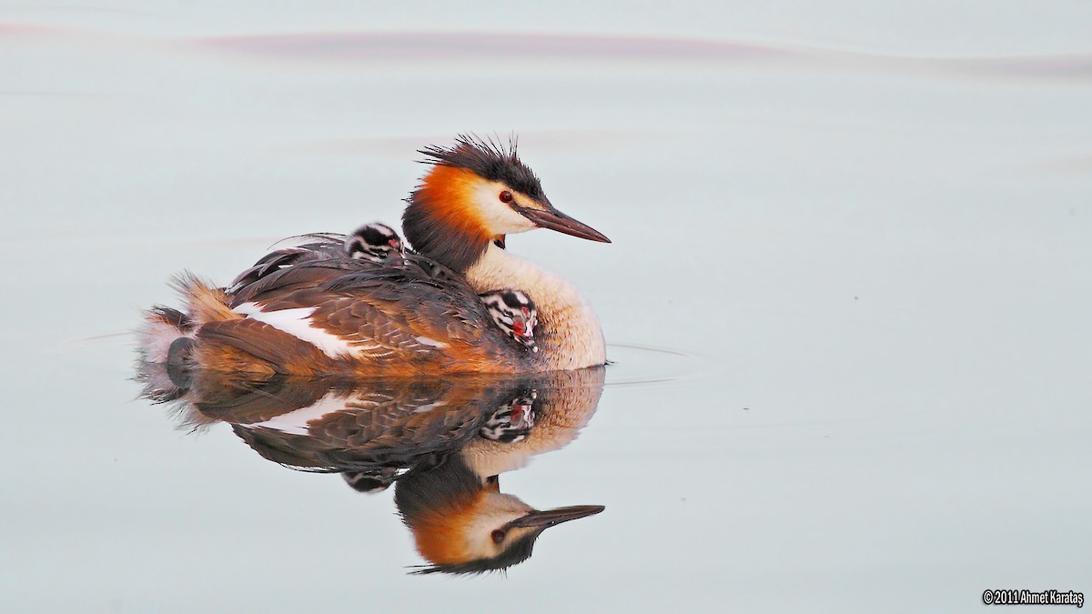 Great Crested Grebe - Prof.Dr. Ahmet Karatash