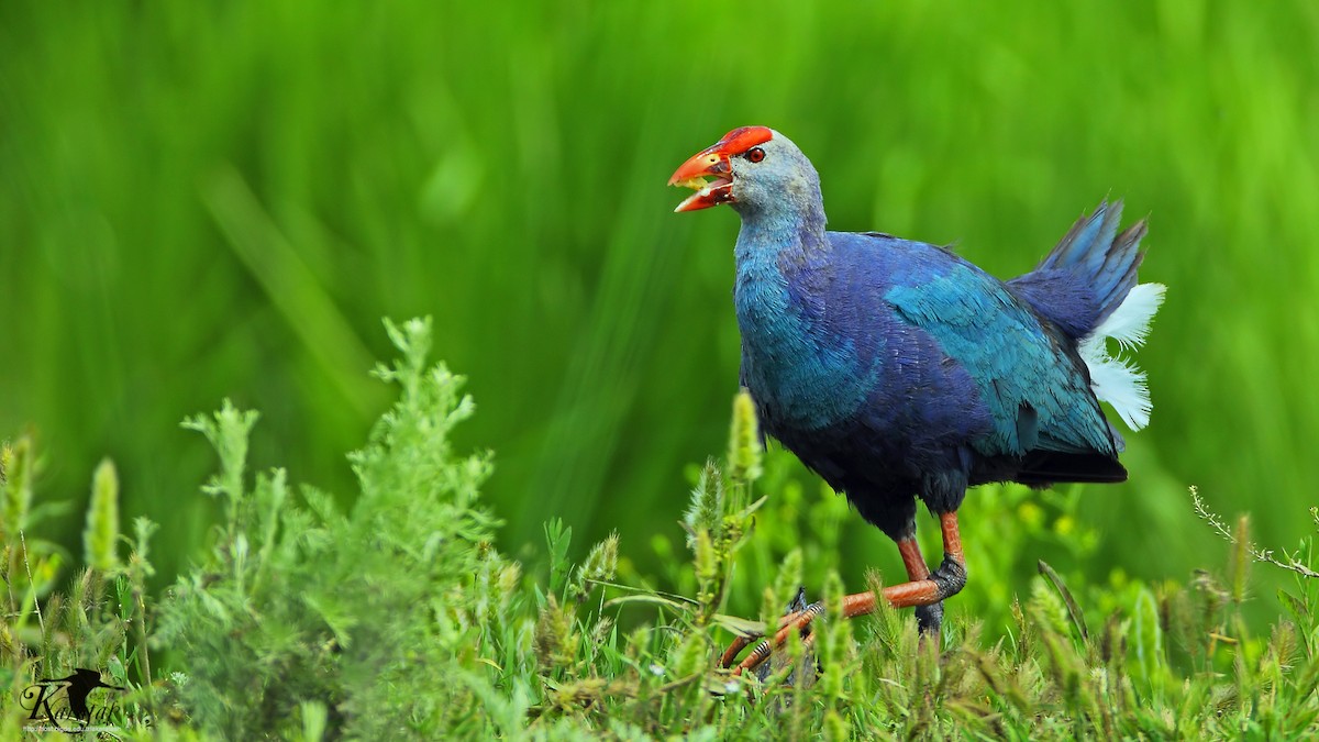 Gray-headed Swamphen - Prof.Dr. Ahmet Karatash
