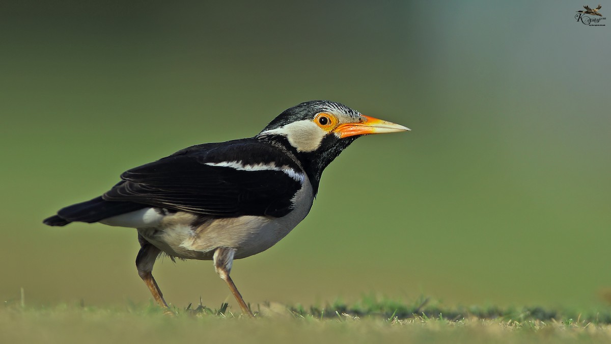 Indian Pied Starling - ML205206561