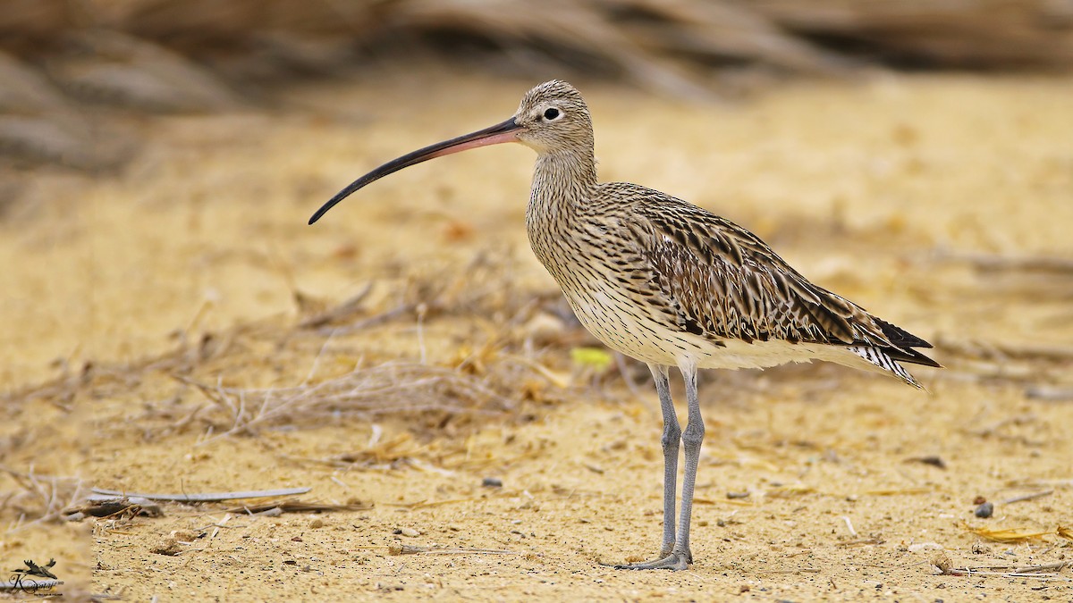 Eurasian Curlew - ML205206591