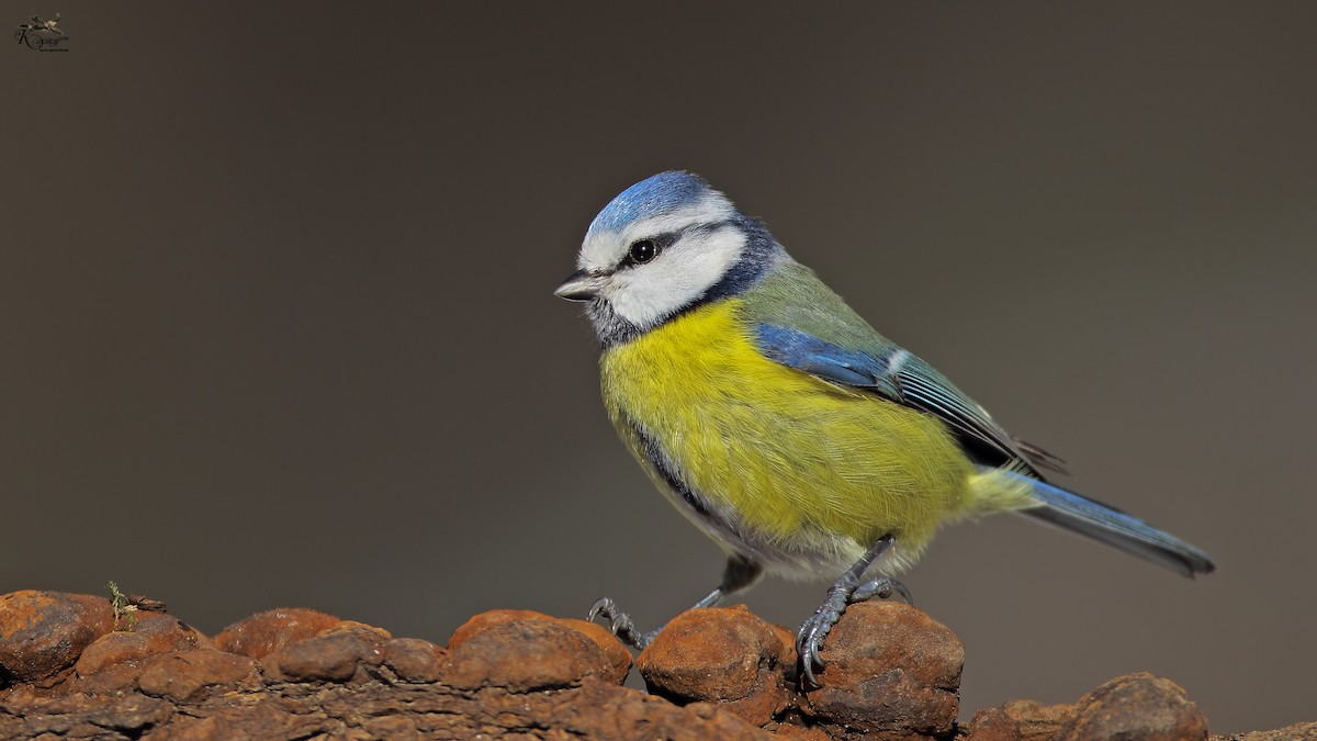 Eurasian Blue Tit - Prof.Dr. Ahmet Karatash