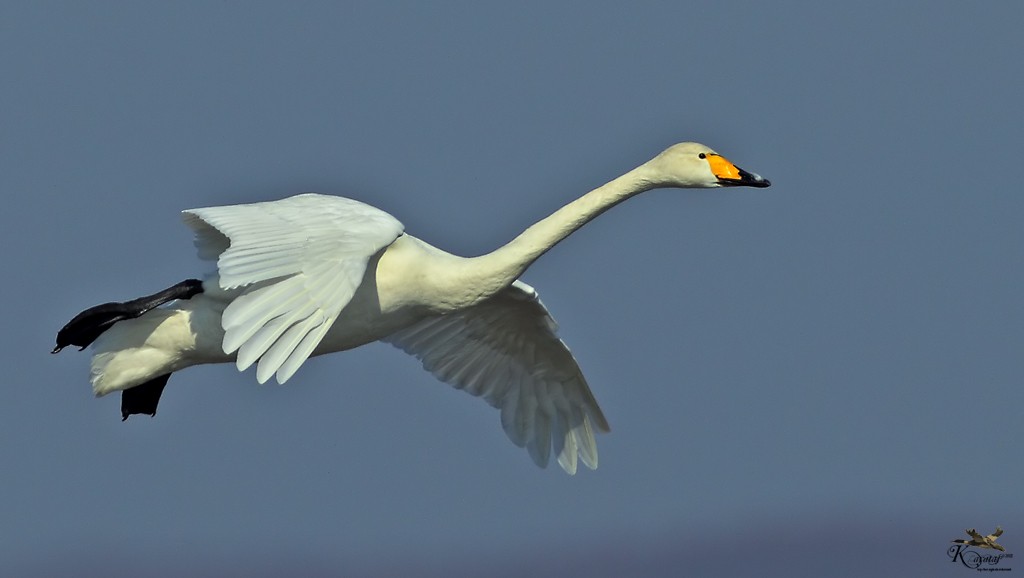 Whooper Swan - ML205206641