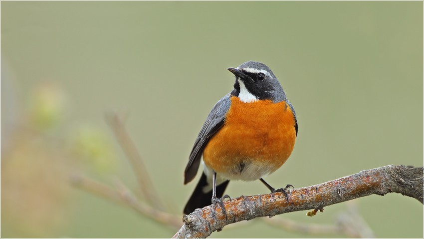 White-throated Robin - Prof.Dr. Ahmet Karatash