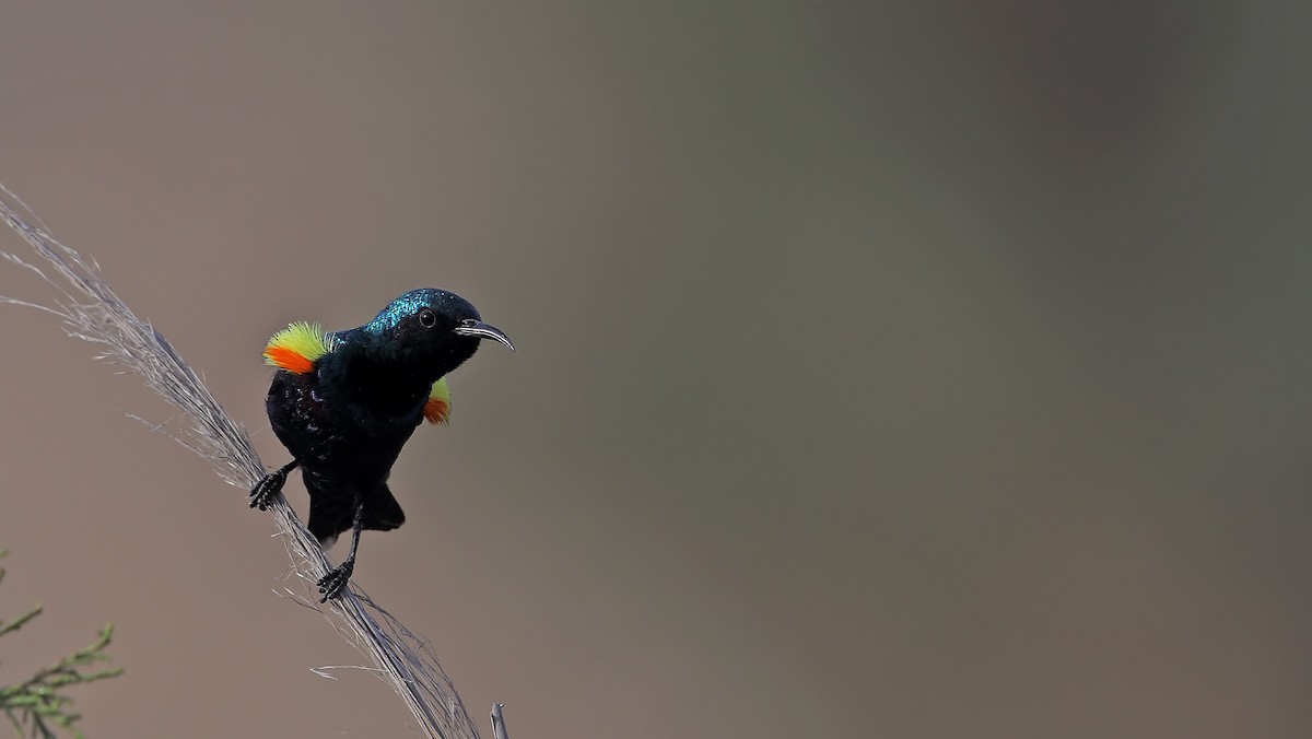 Purple Sunbird - ML205206701