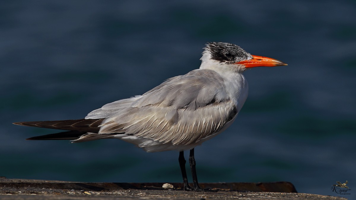 Caspian Tern - ML205206711