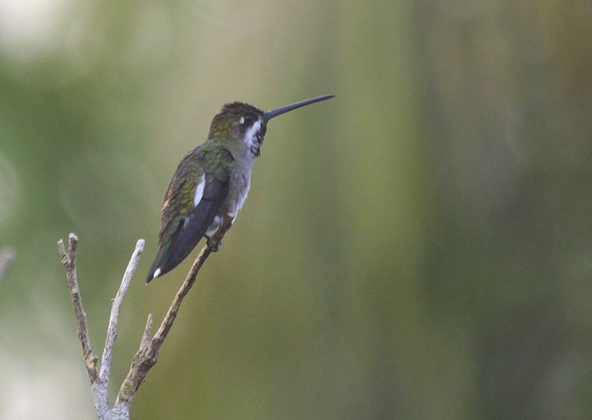 Long-billed Starthroat - ML205206801