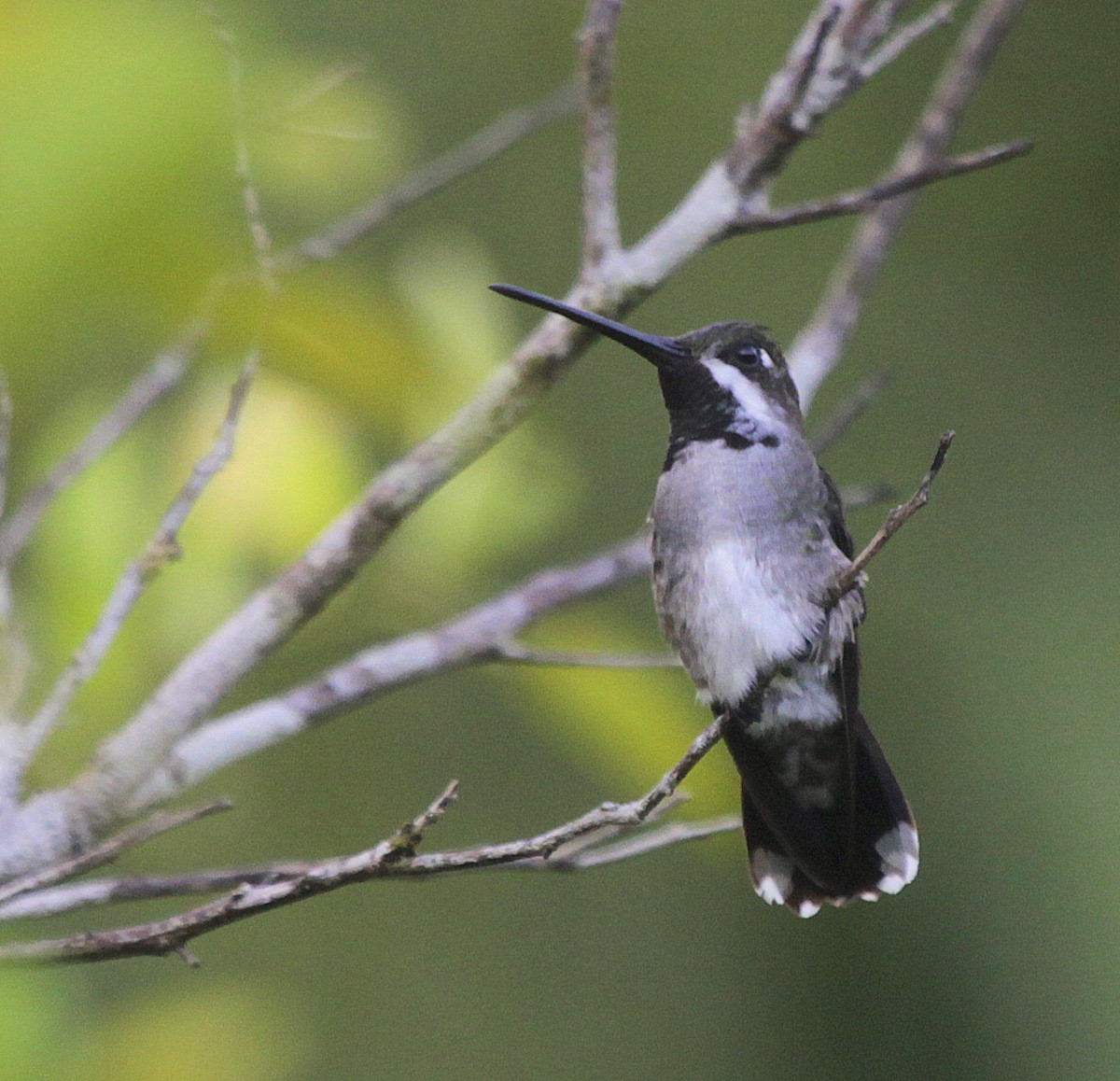 Colibrí Piquilargo - ML205206811