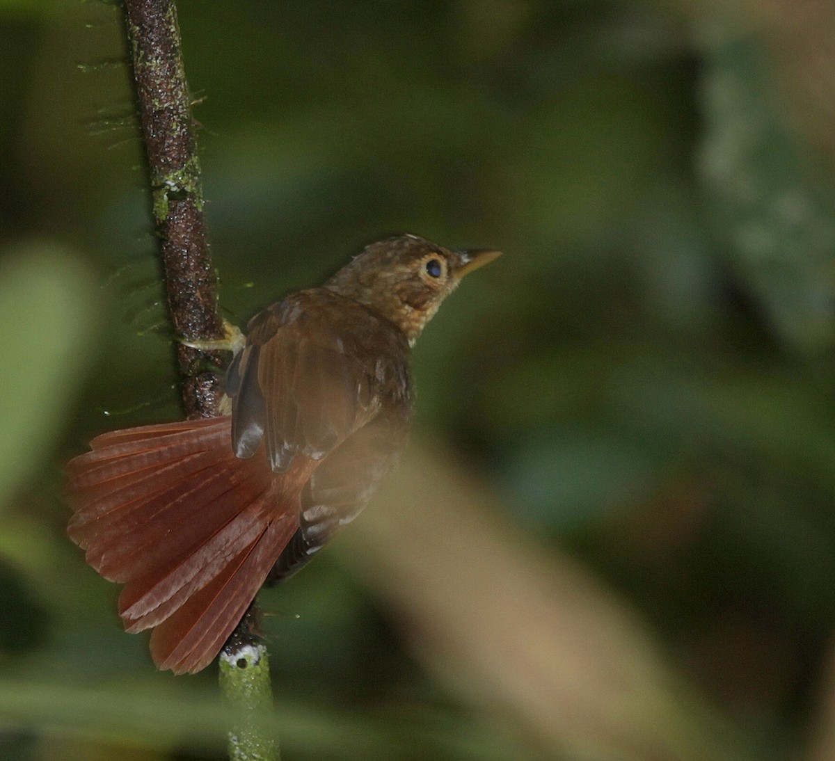 Ochre-throated Foliage-gleaner (auricularis) - ML205206861