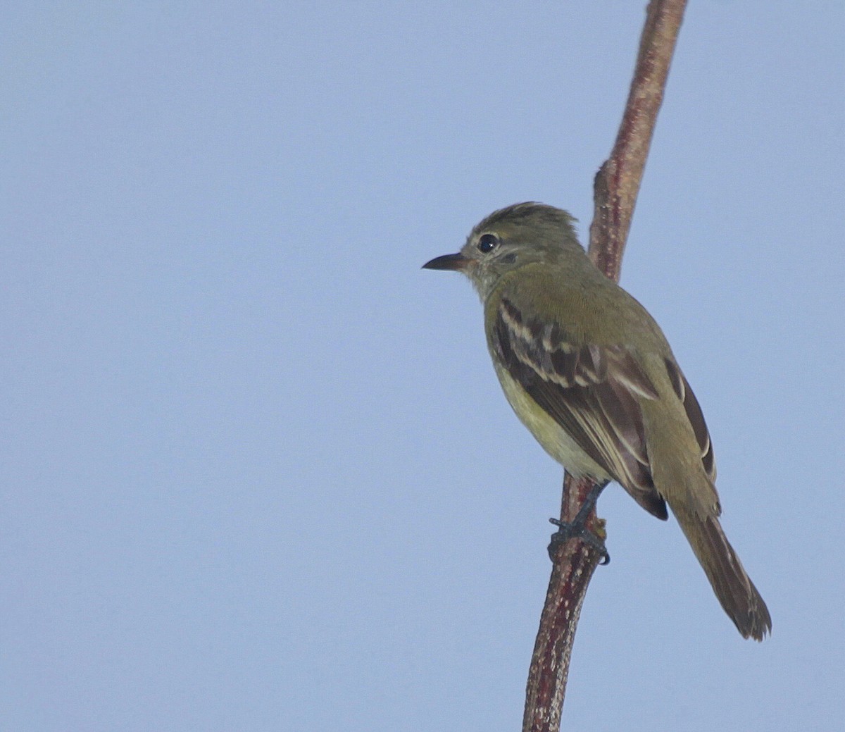 Plain-crested Elaenia - ML205206921