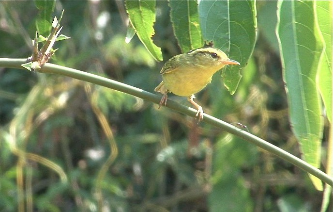 Limestone Leaf Warbler - ML205207301