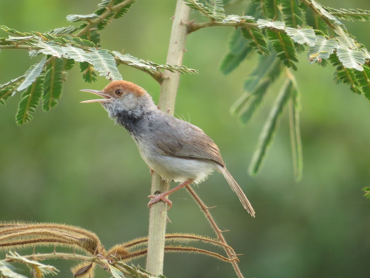 Cambodian Tailorbird - Martin Kennewell