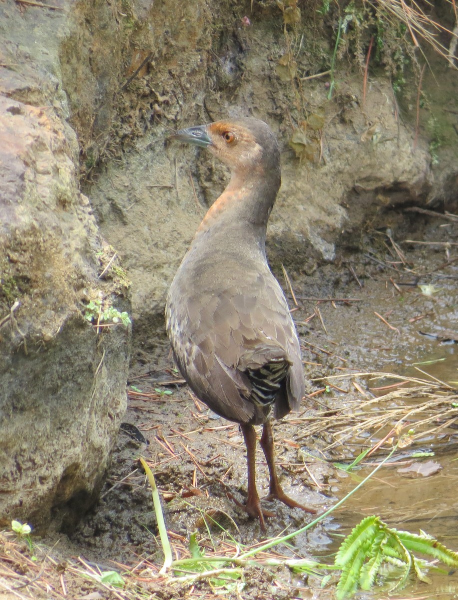 Band-bellied Crake - ML205207401