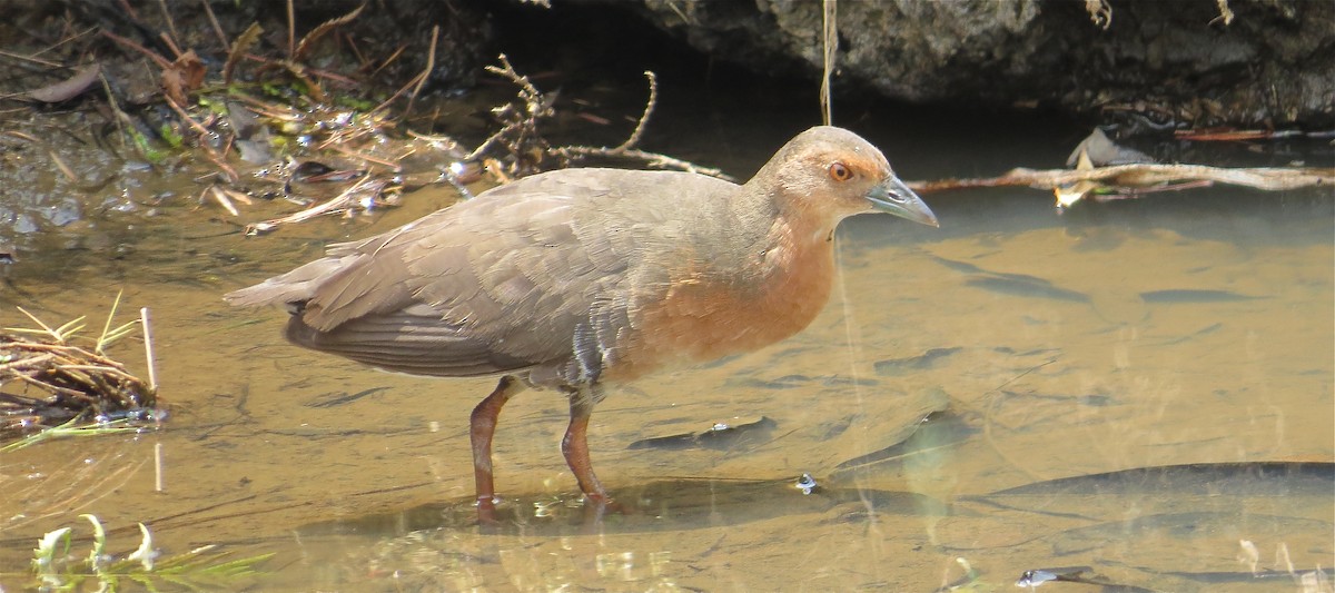 Band-bellied Crake - ML205207421