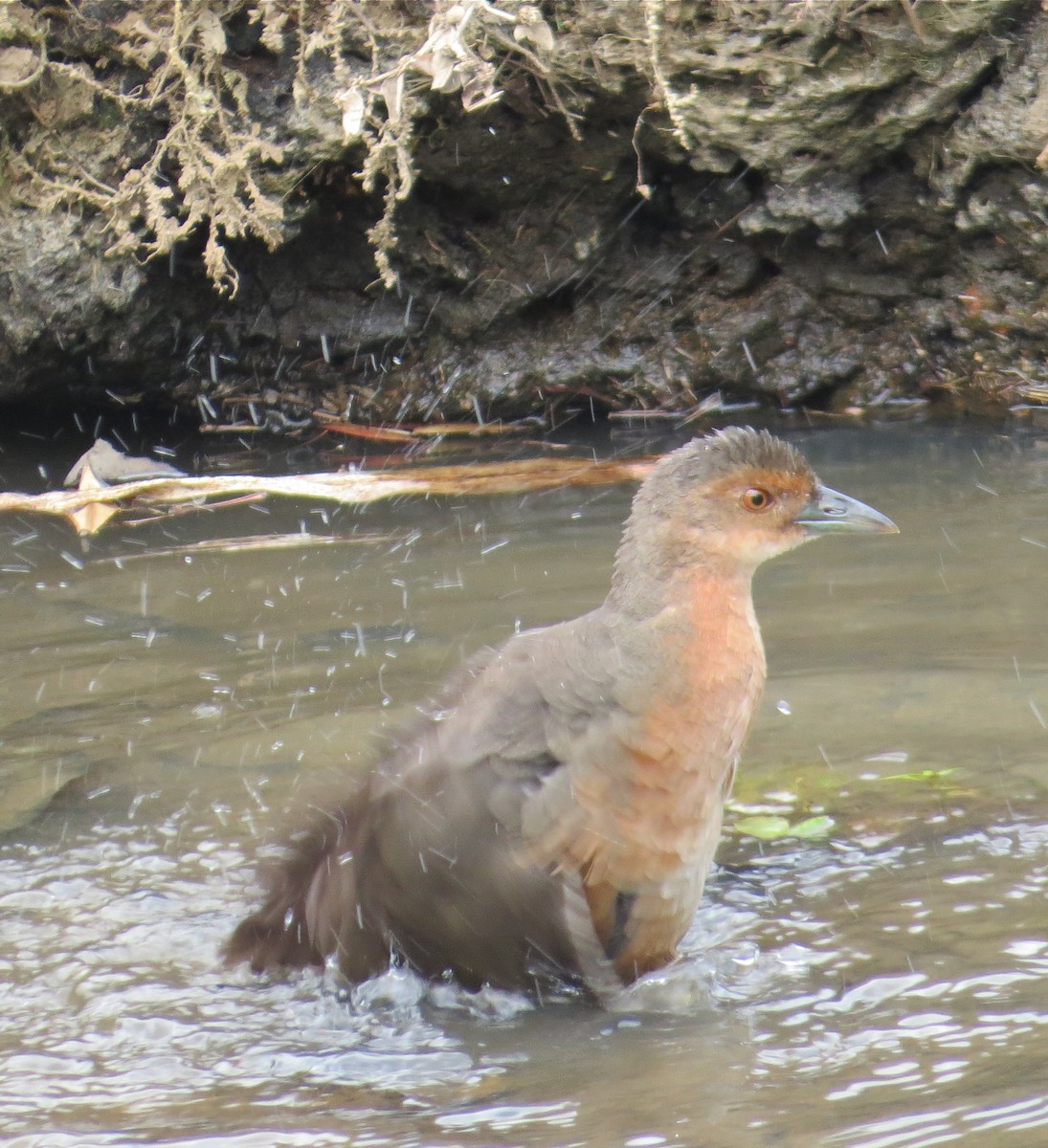 Band-bellied Crake - ML205207431