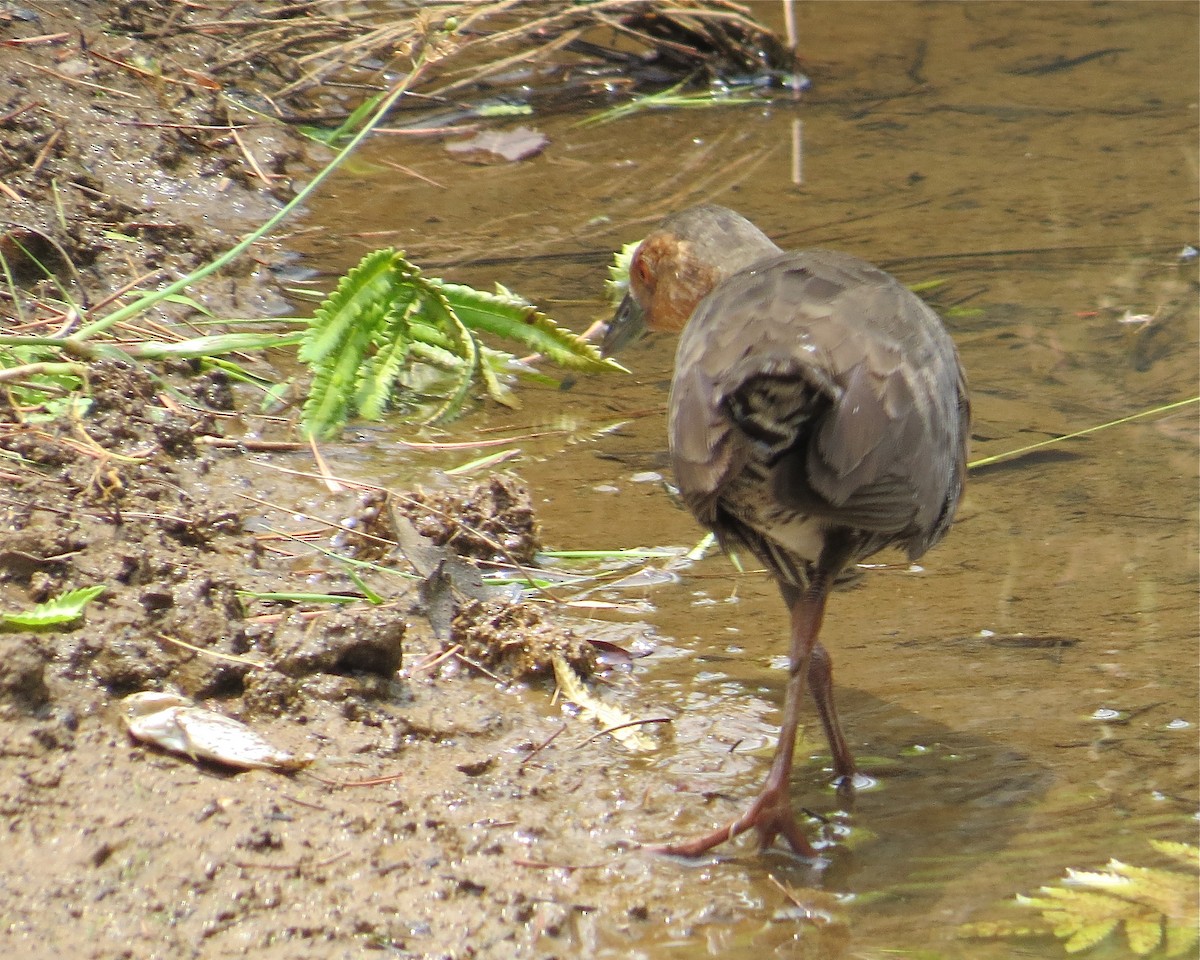 Band-bellied Crake - ML205207441