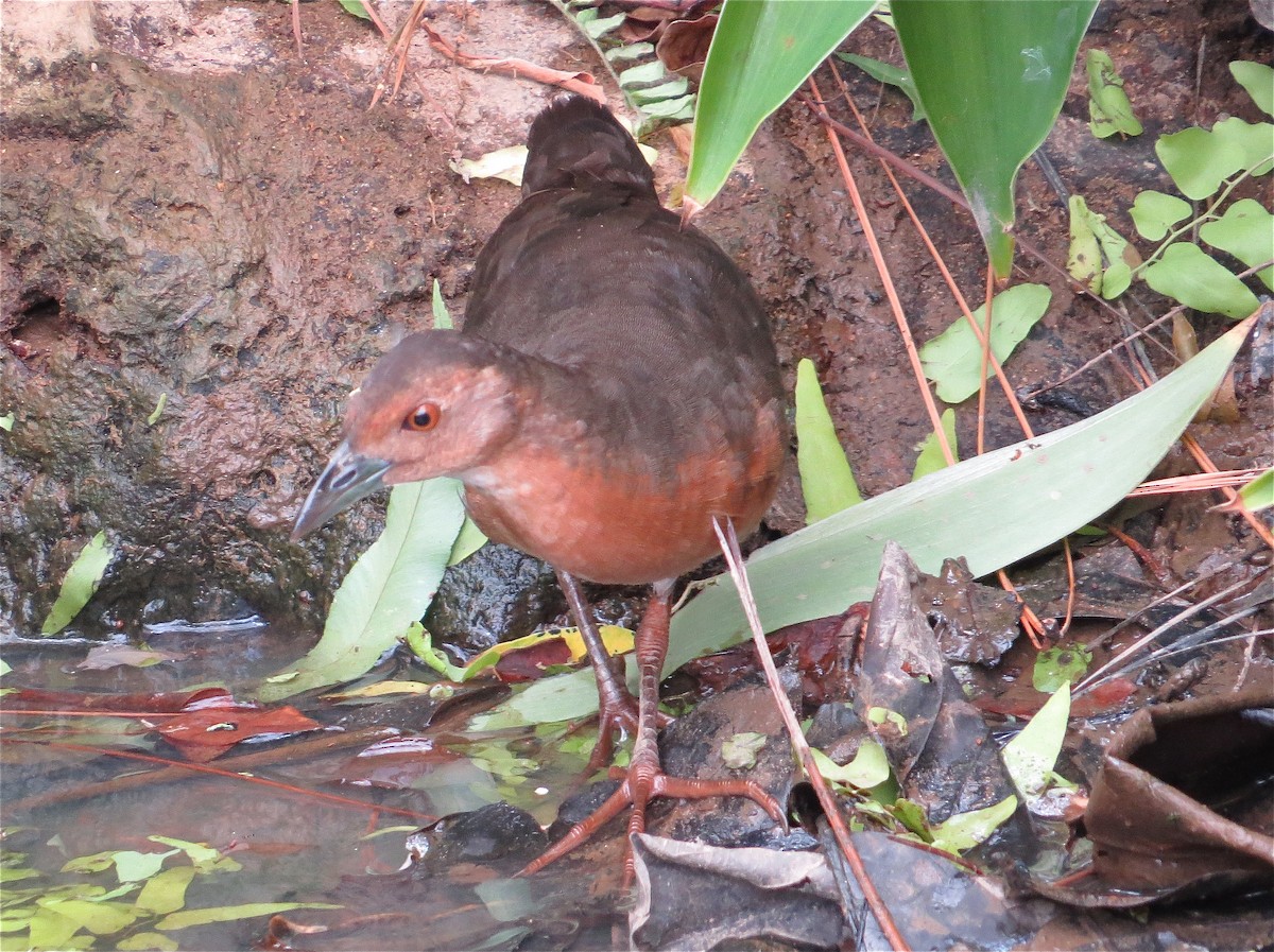 Band-bellied Crake - ML205207451