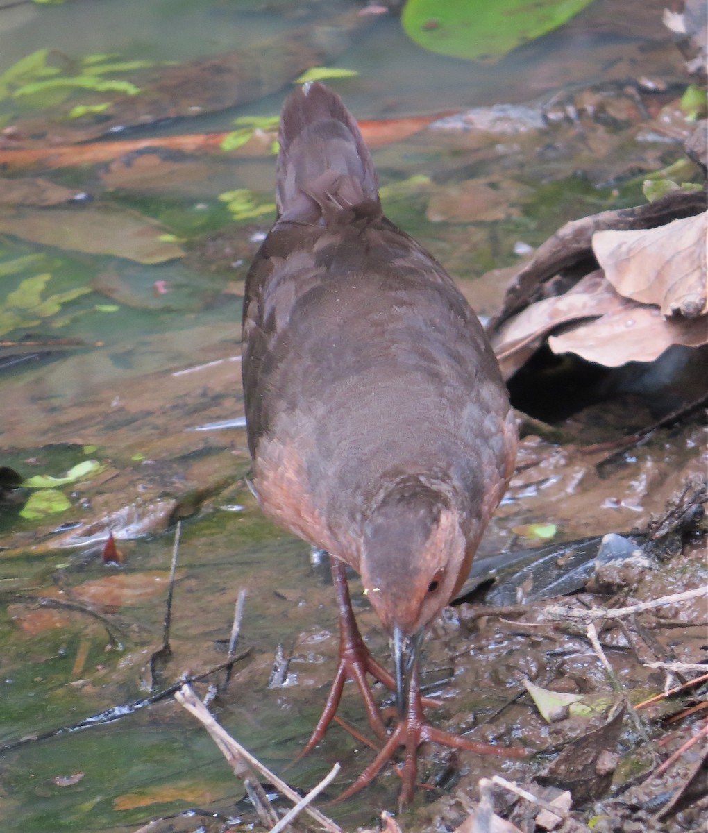 Band-bellied Crake - ML205207461