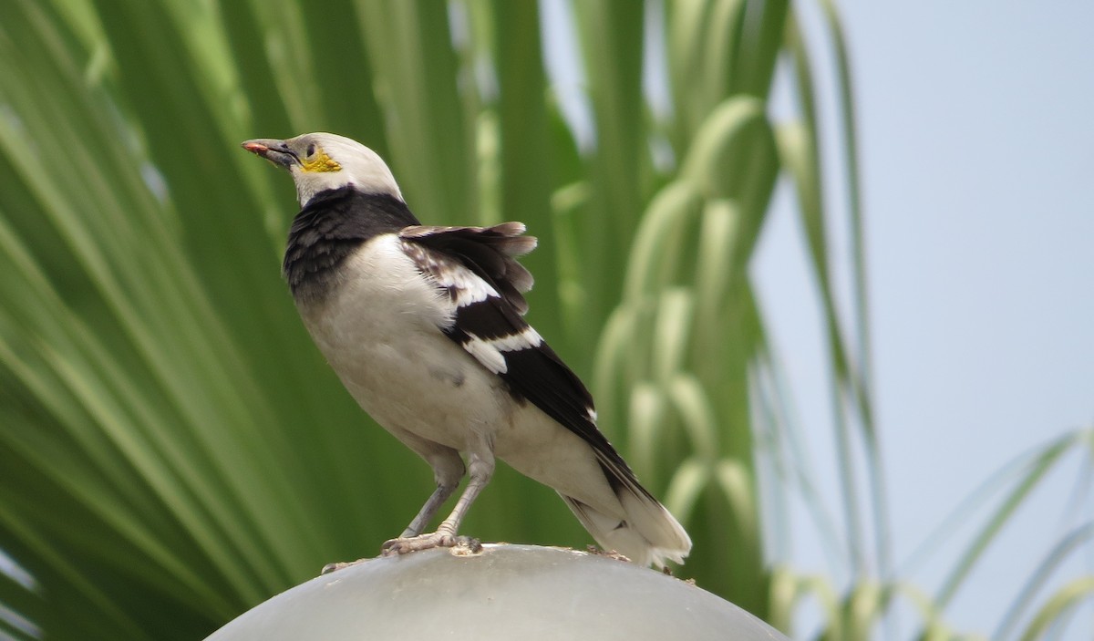 Black-collared Starling - Martin Kennewell
