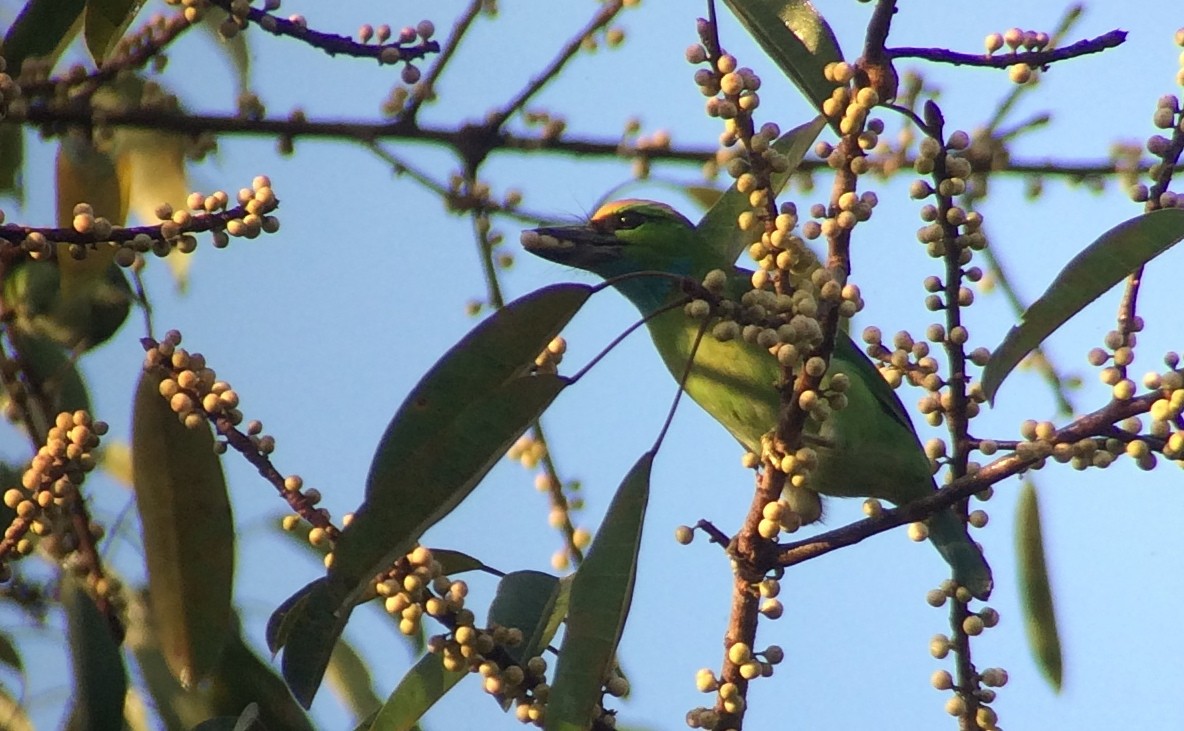 Yellow-crowned Barbet - ML205207571