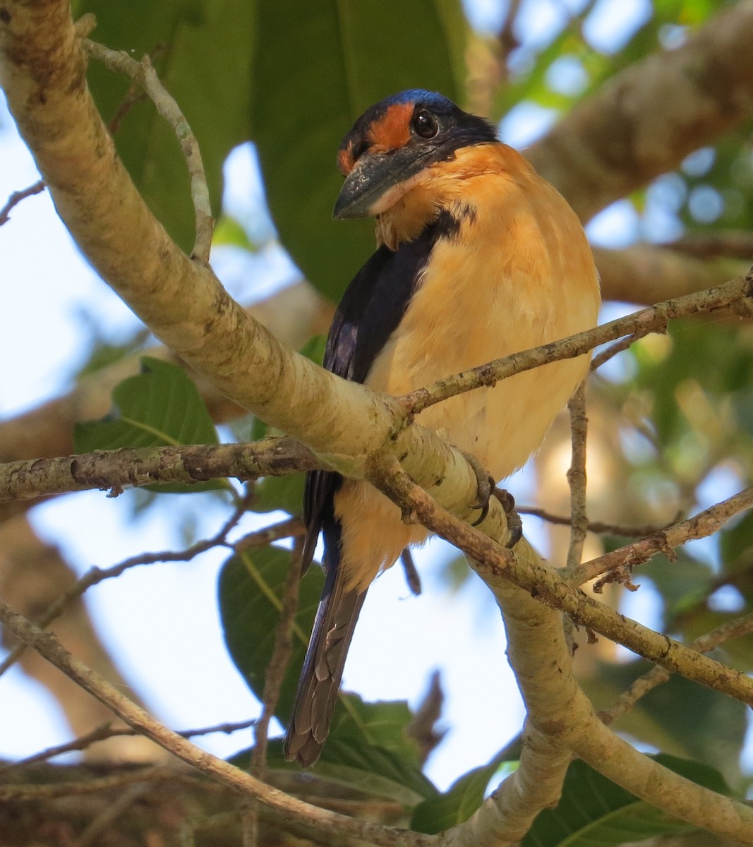 Rufous-lored Kingfisher - ML205207601