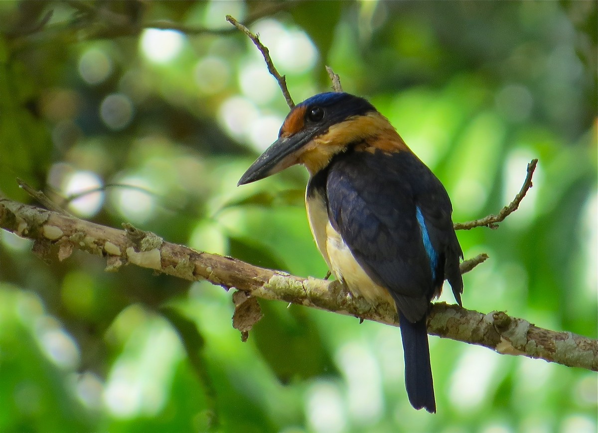 Rufous-lored Kingfisher - ML205207611