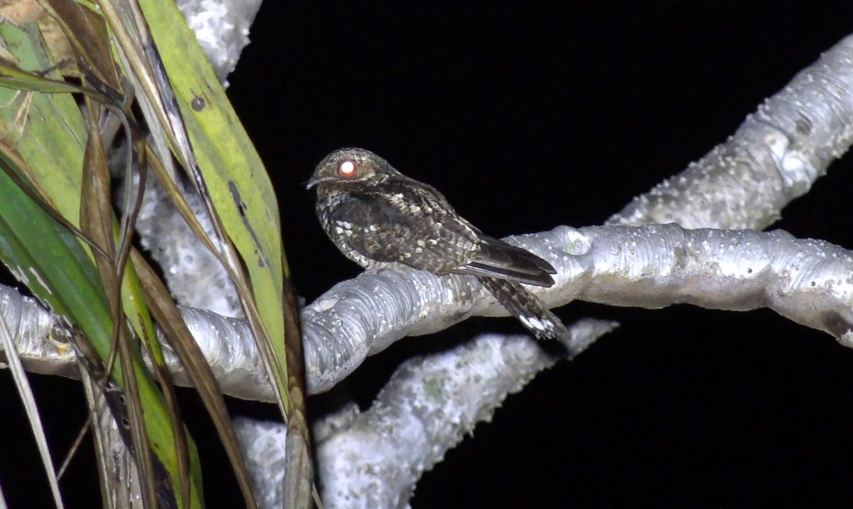 Palau Nightjar - ML205207641