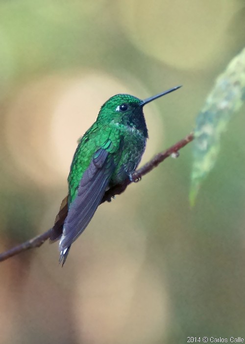 Rufous-vented Whitetip - ML205207741