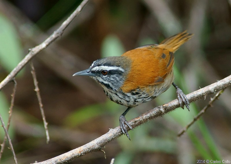 Inca Wren - ML205207771