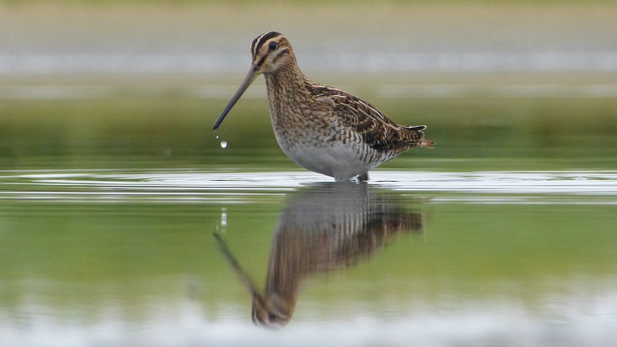 Common Snipe - Mathieu Franzkeit