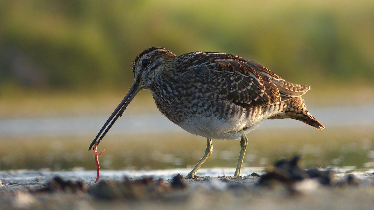 Common Snipe - Mathieu Franzkeit