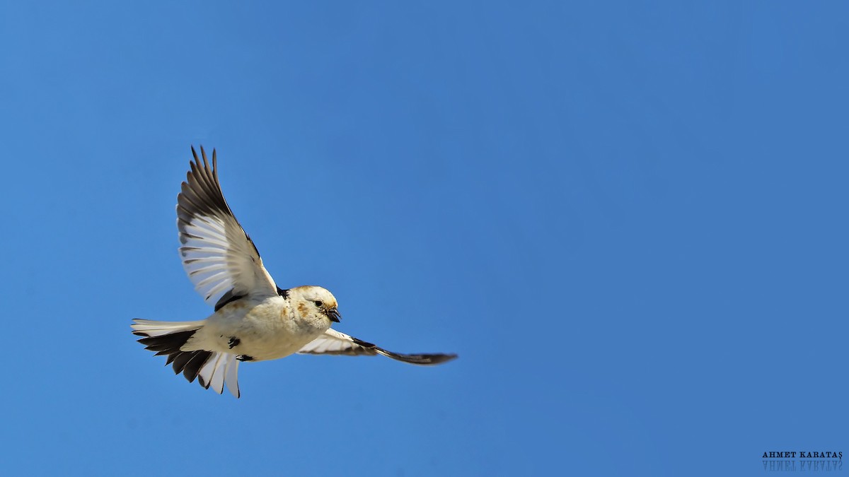 Snow Bunting - ML205208541