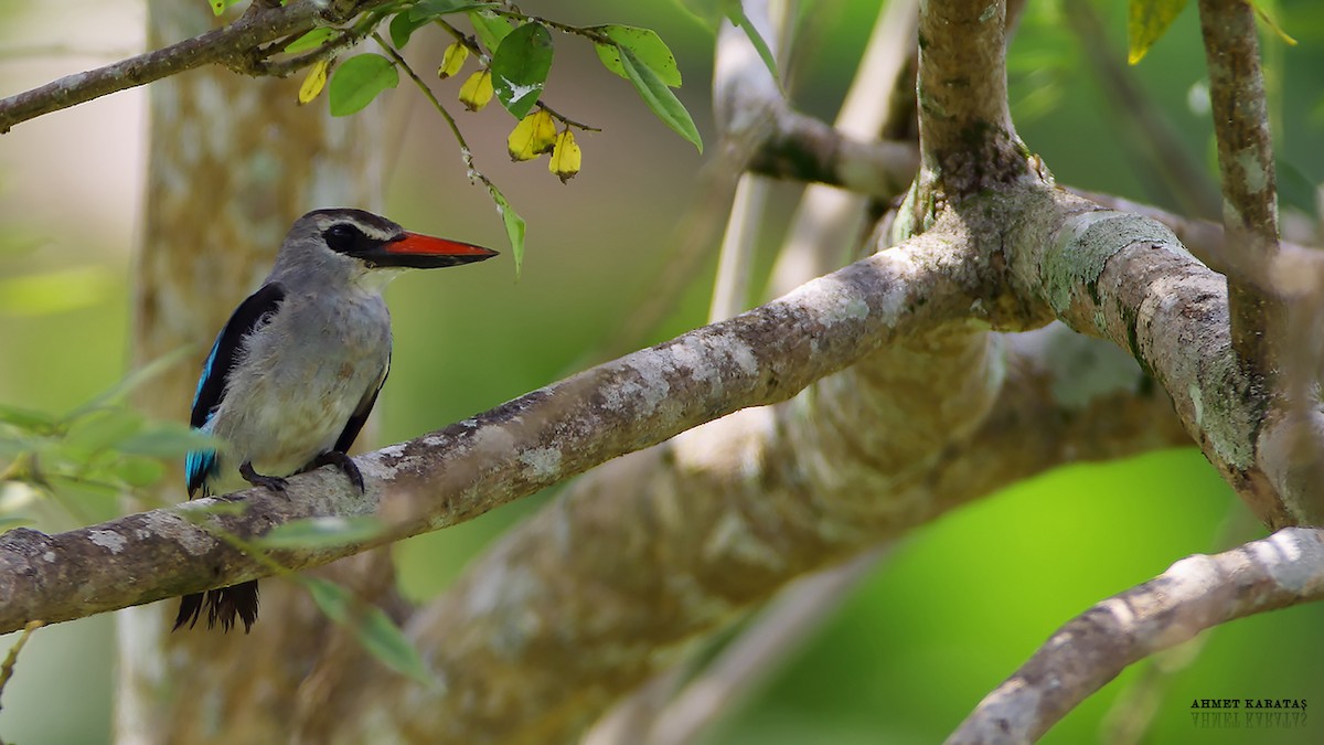 Woodland Kingfisher - Prof.Dr. Ahmet Karatash