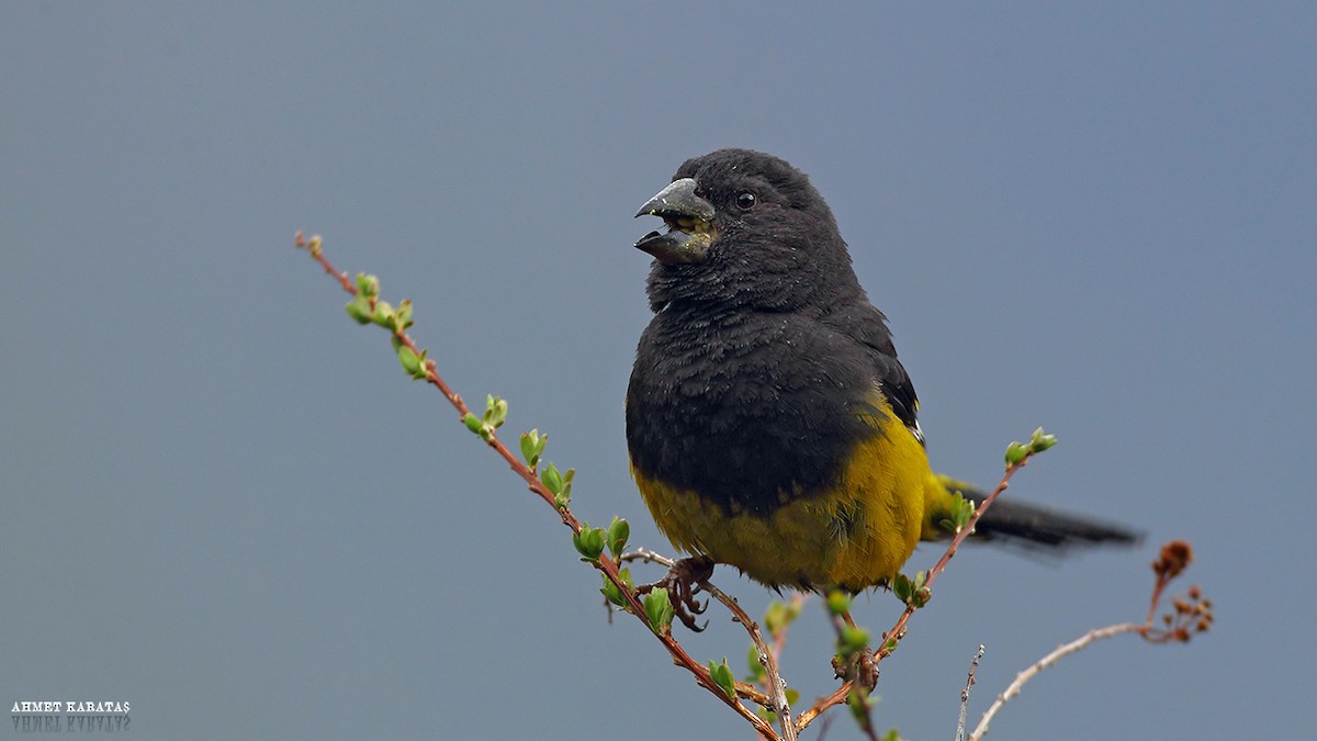 White-winged Grosbeak - ML205208621
