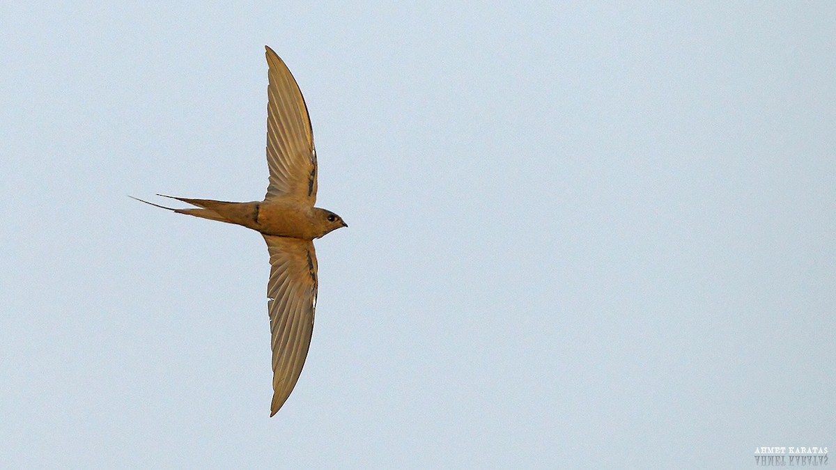 African Palm Swift - ML205208691