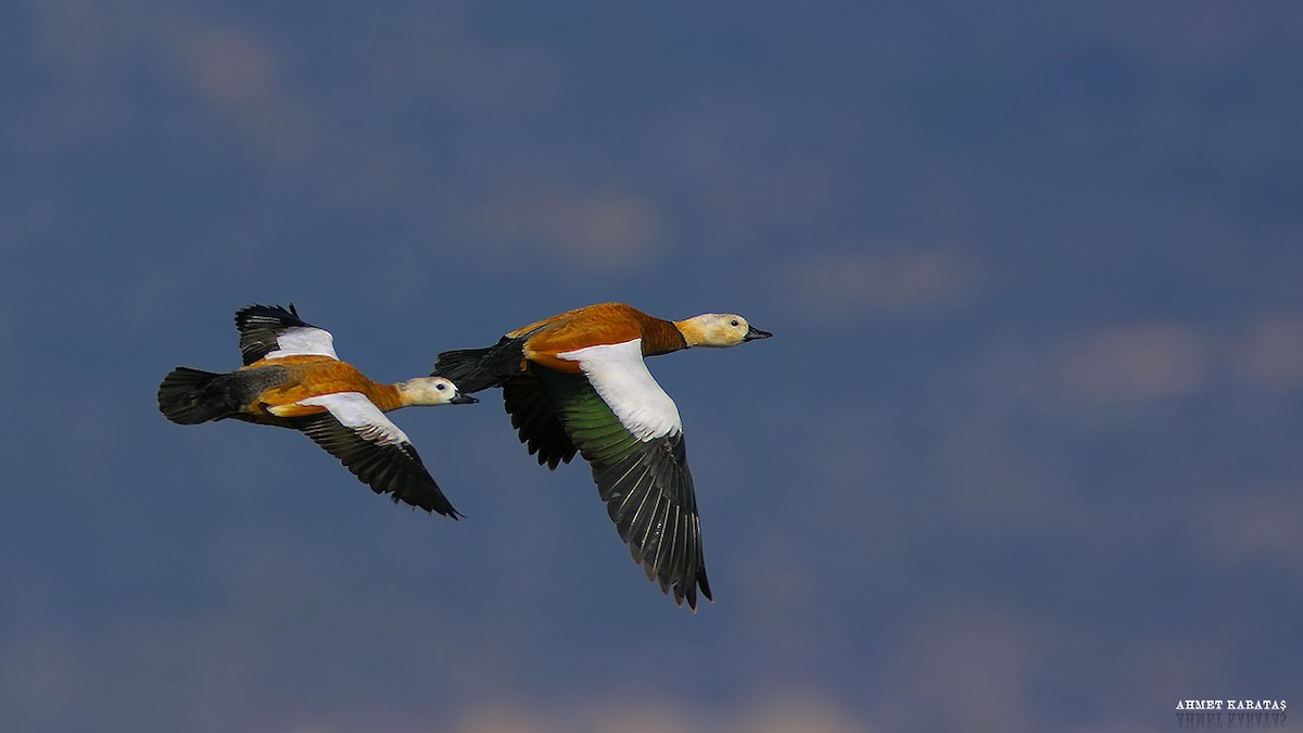 Ruddy Shelduck - Prof.Dr. Ahmet Karatash