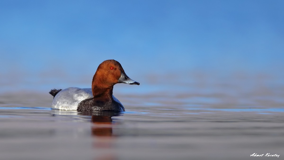 Common Pochard - Prof.Dr. Ahmet Karatash