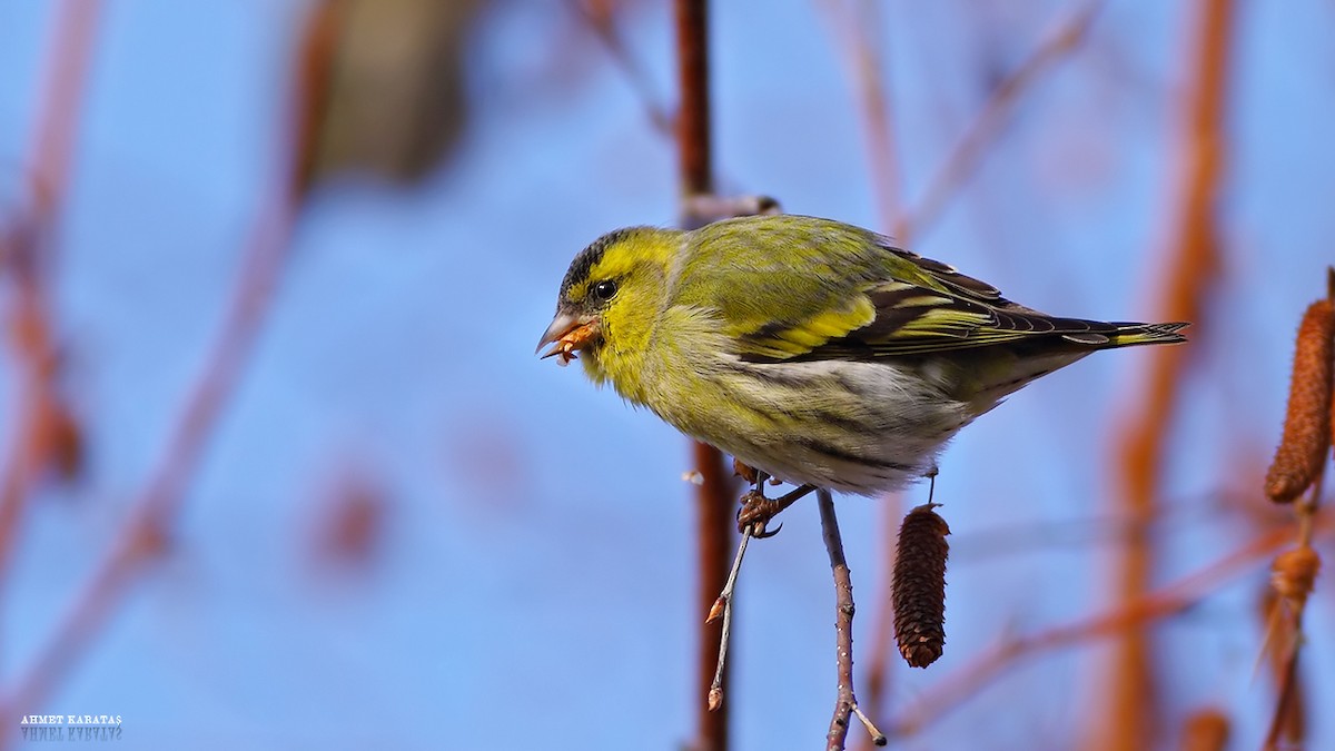 Eurasian Siskin - ML205208771