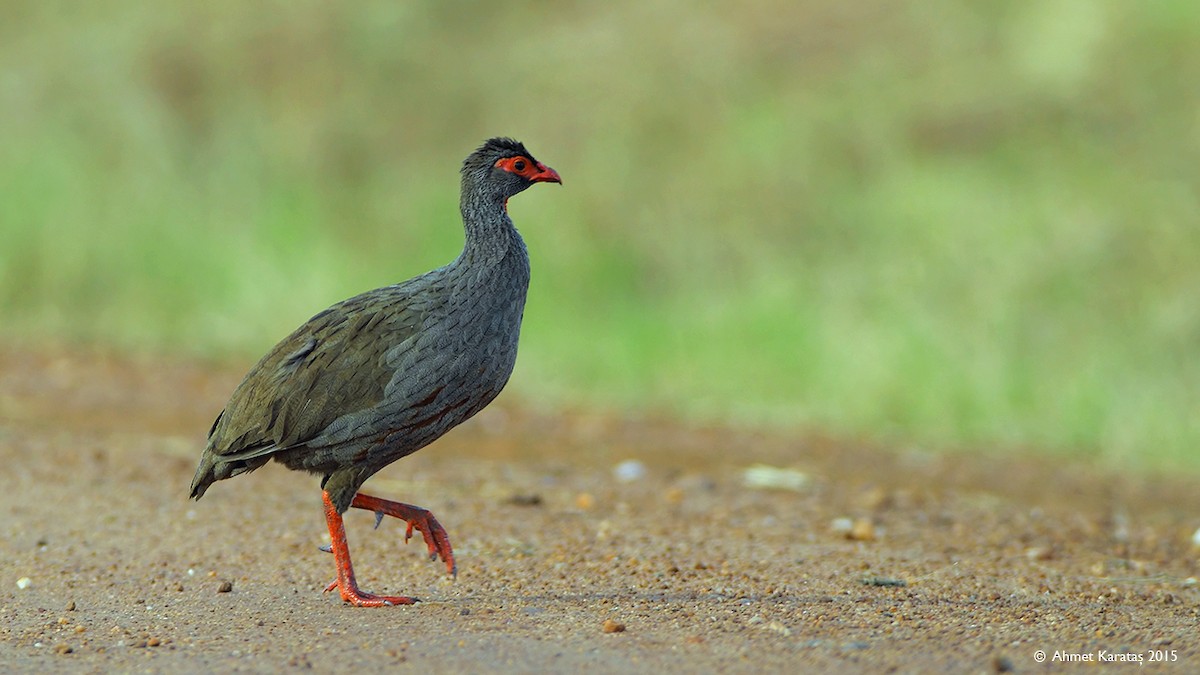 Red-necked Spurfowl - ML205208831