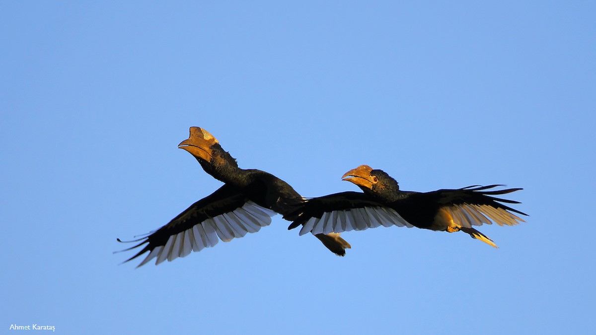 Black-and-white-casqued Hornbill - ML205208851