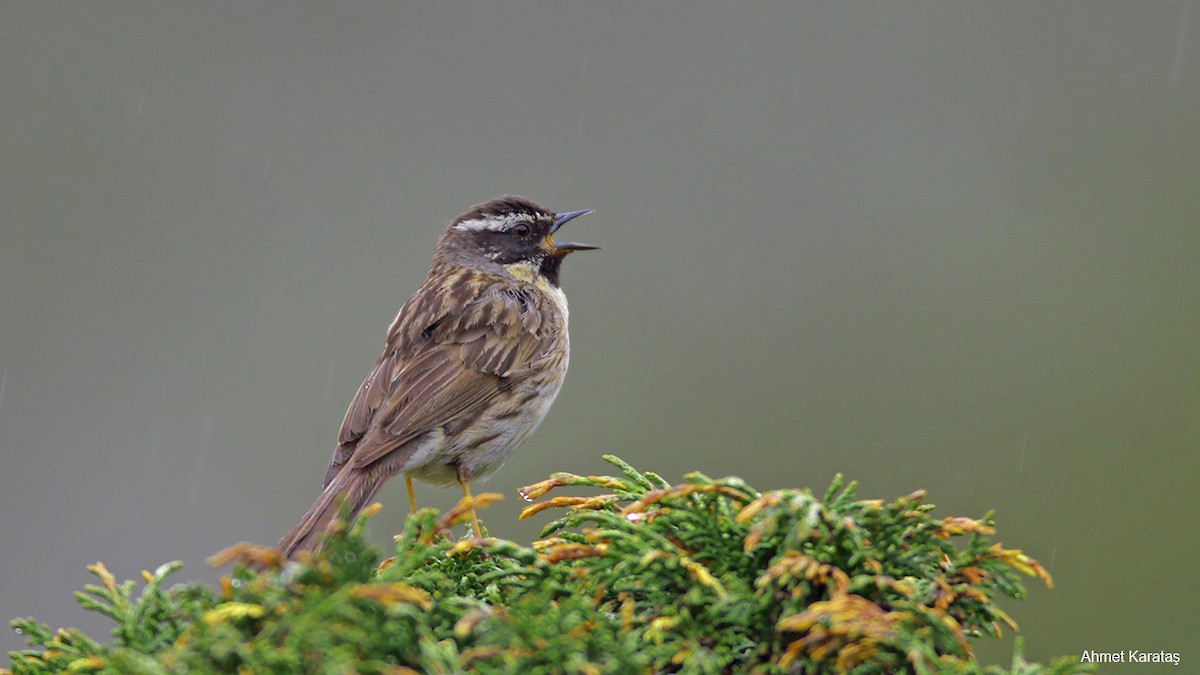 Black-throated Accentor - ML205208871