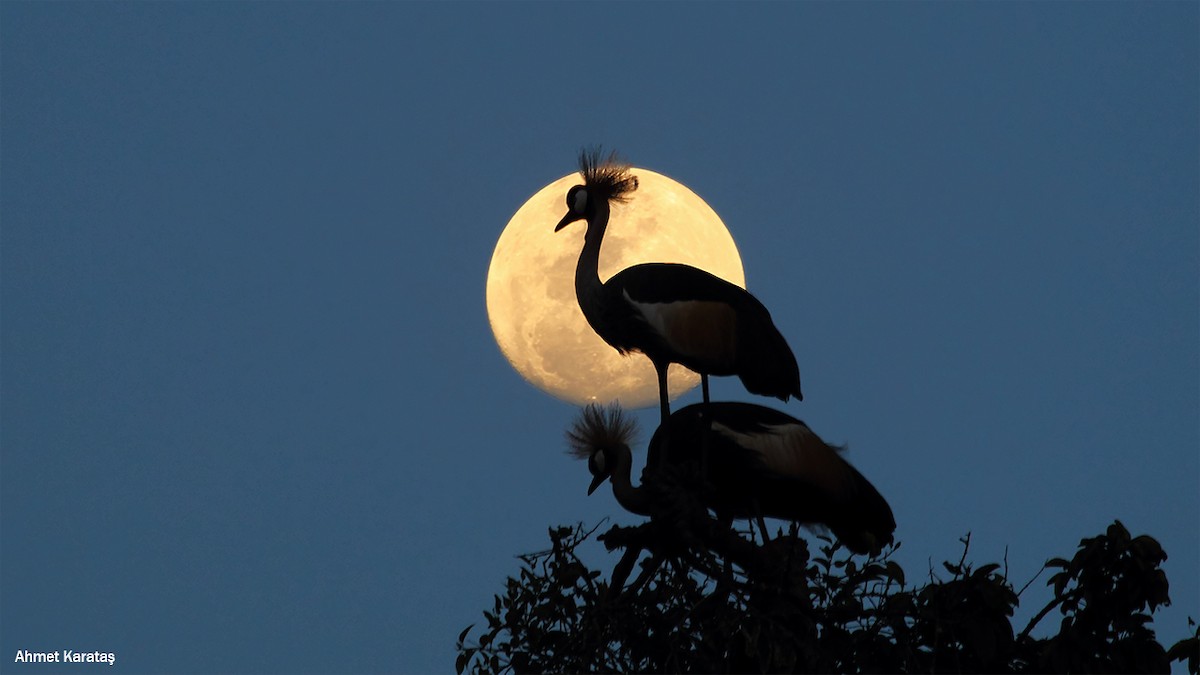 Gray Crowned-Crane - ML205208881