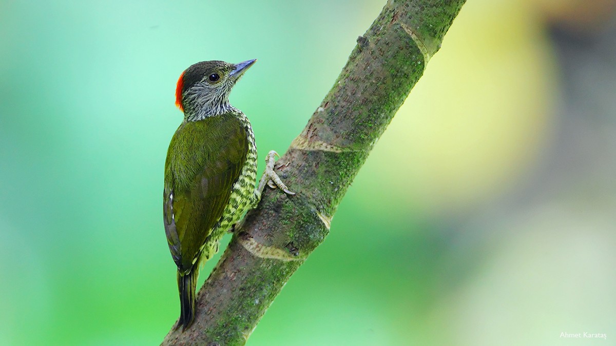 Buff-spotted Woodpecker - Prof.Dr. Ahmet Karatash