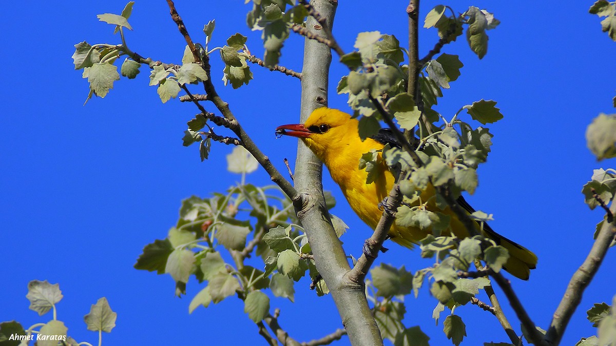 Eurasian Golden Oriole - ML205208991