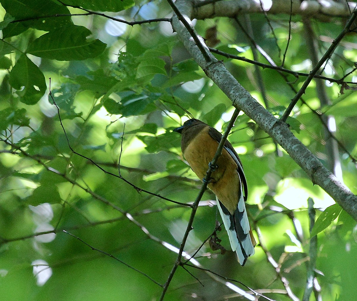 Malabar Trogon - ML205209071