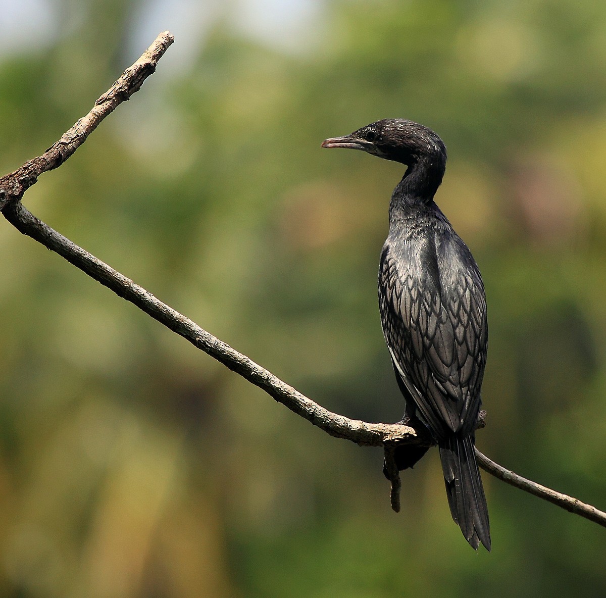 Little Cormorant - Carmelo López Abad