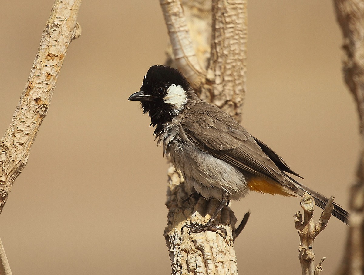 White-eared Bulbul - ML205209231